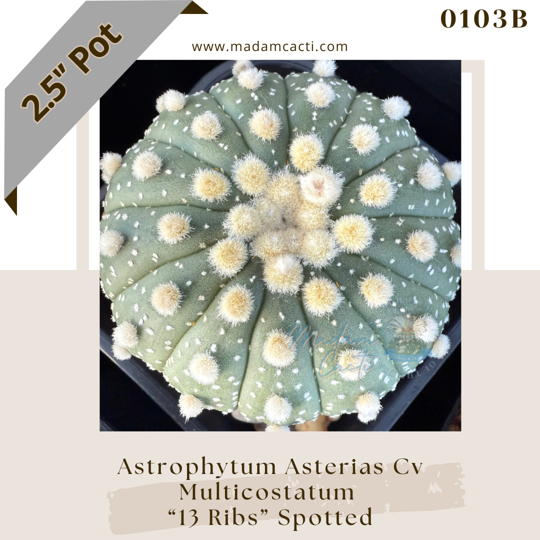 0103B – Astrophytum Asterias Multicostatum “13 Ribs” Spotted 2.5'' Pot