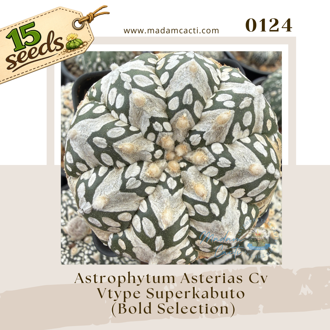 0124 – Astrophytum Asterias Cv. V-Type Superkabuto - Bold Selection (15 Seeds)