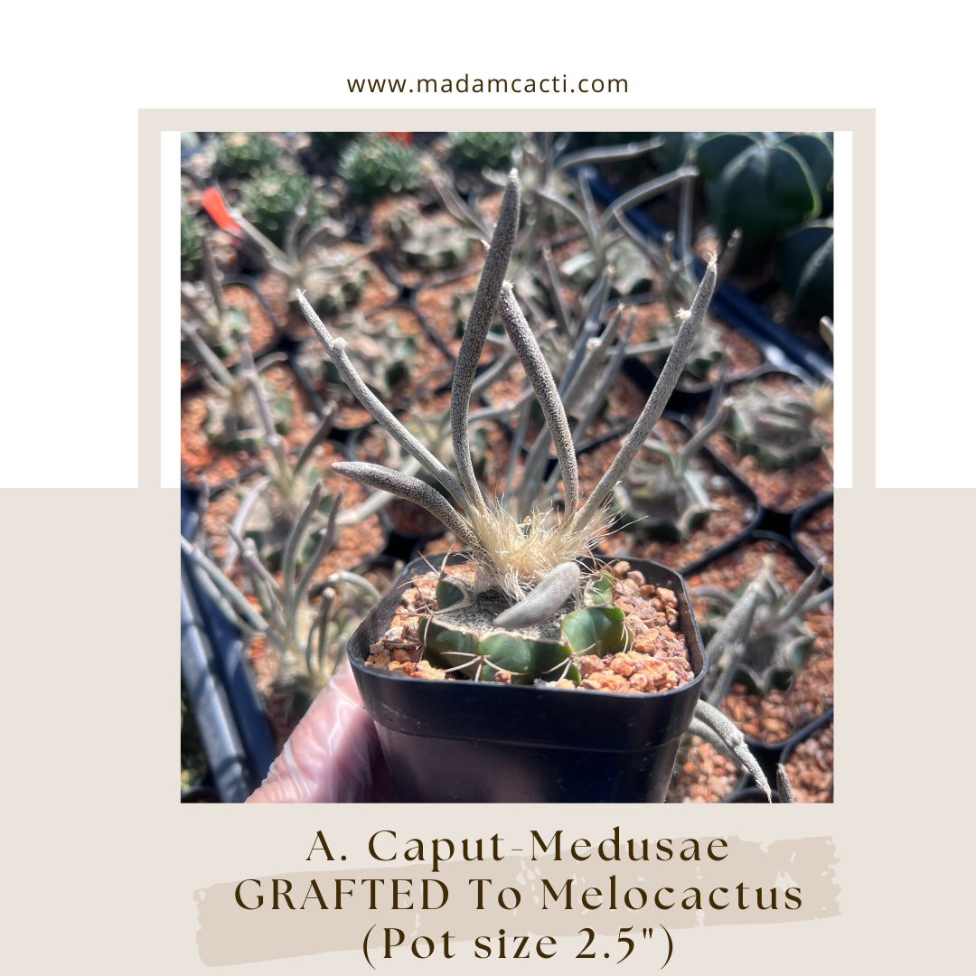 Grafted Unrooted Plants.png