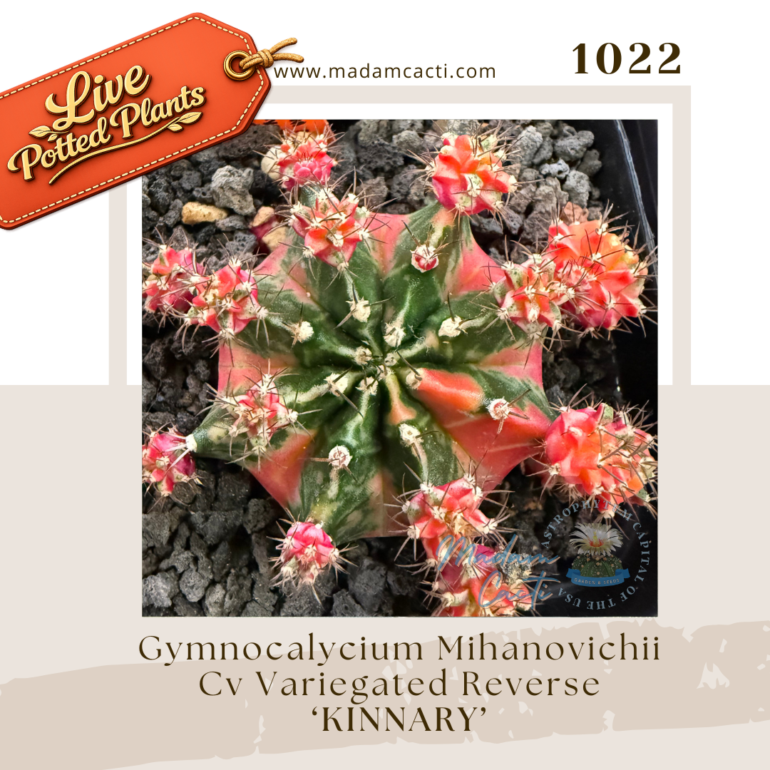 Live Potted Gymnocalycium (13).png