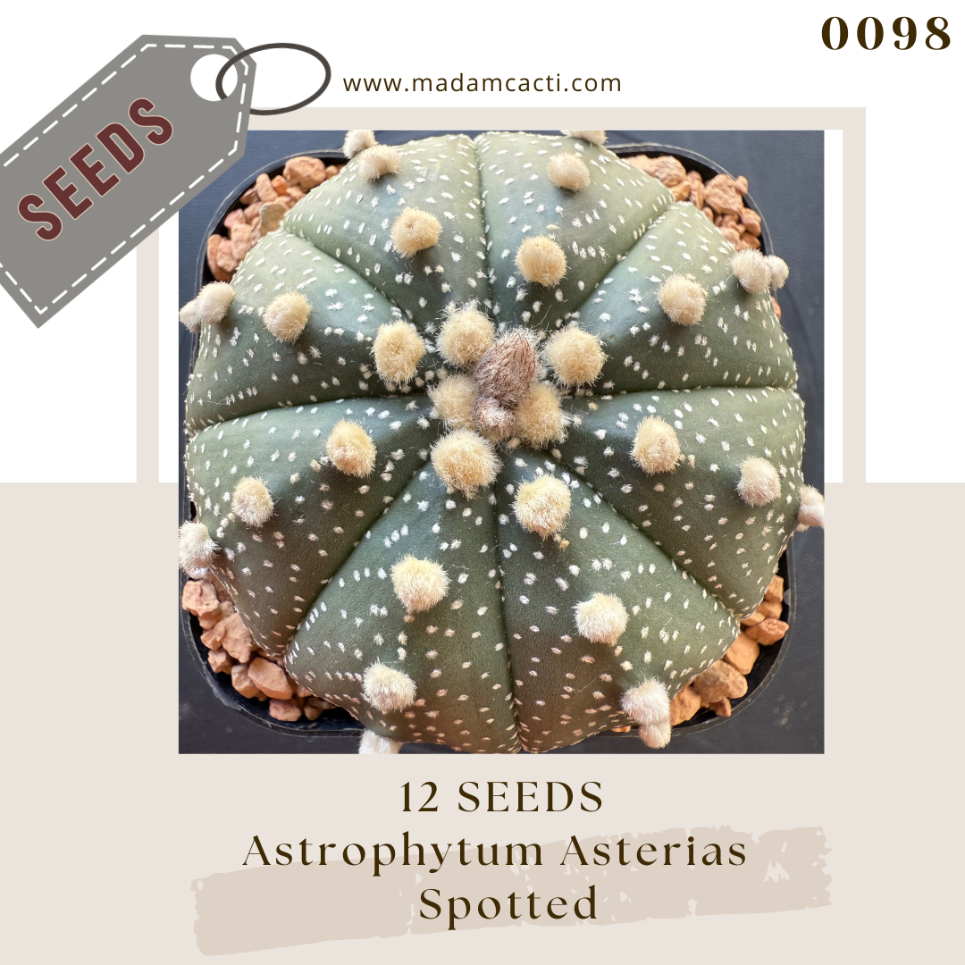 Seeds (37).png