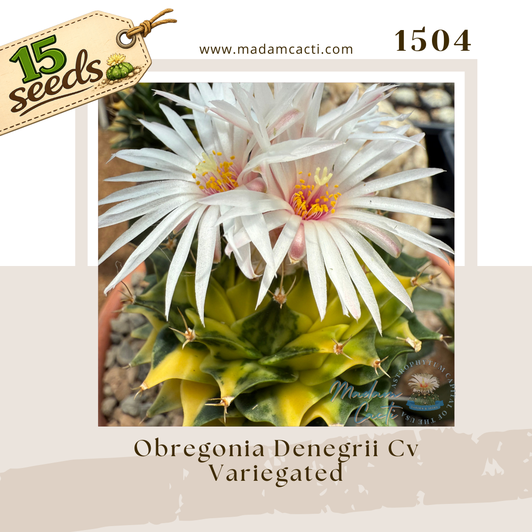 1504 – Obregonia Denegrii Cv. Variegated (15 Seeds)