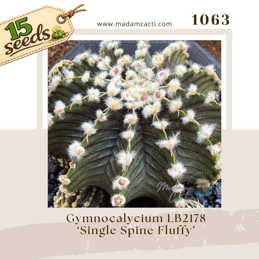 Seed Listing - Gymnocalycium (1).png