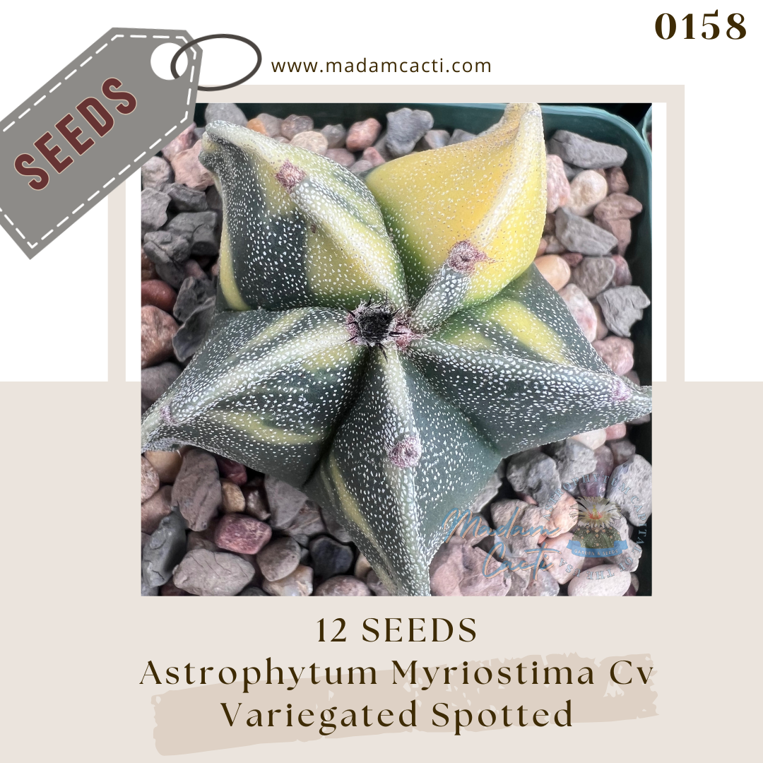 Seeds (23).png