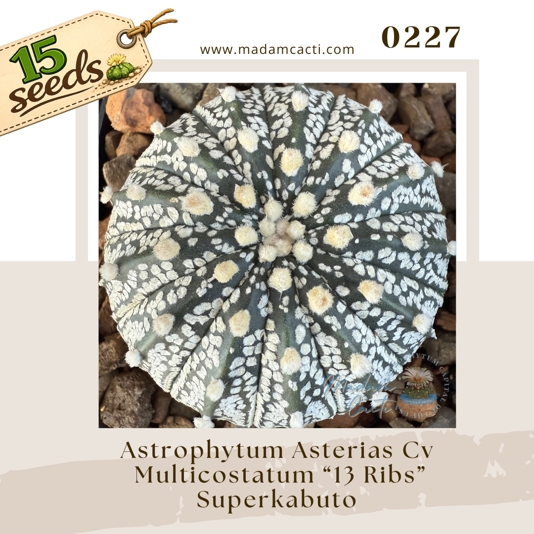 0227 – Astrophytum Asterias Cv. Multicostatum “13 Ribs” Superkabuto (15 Seeds)