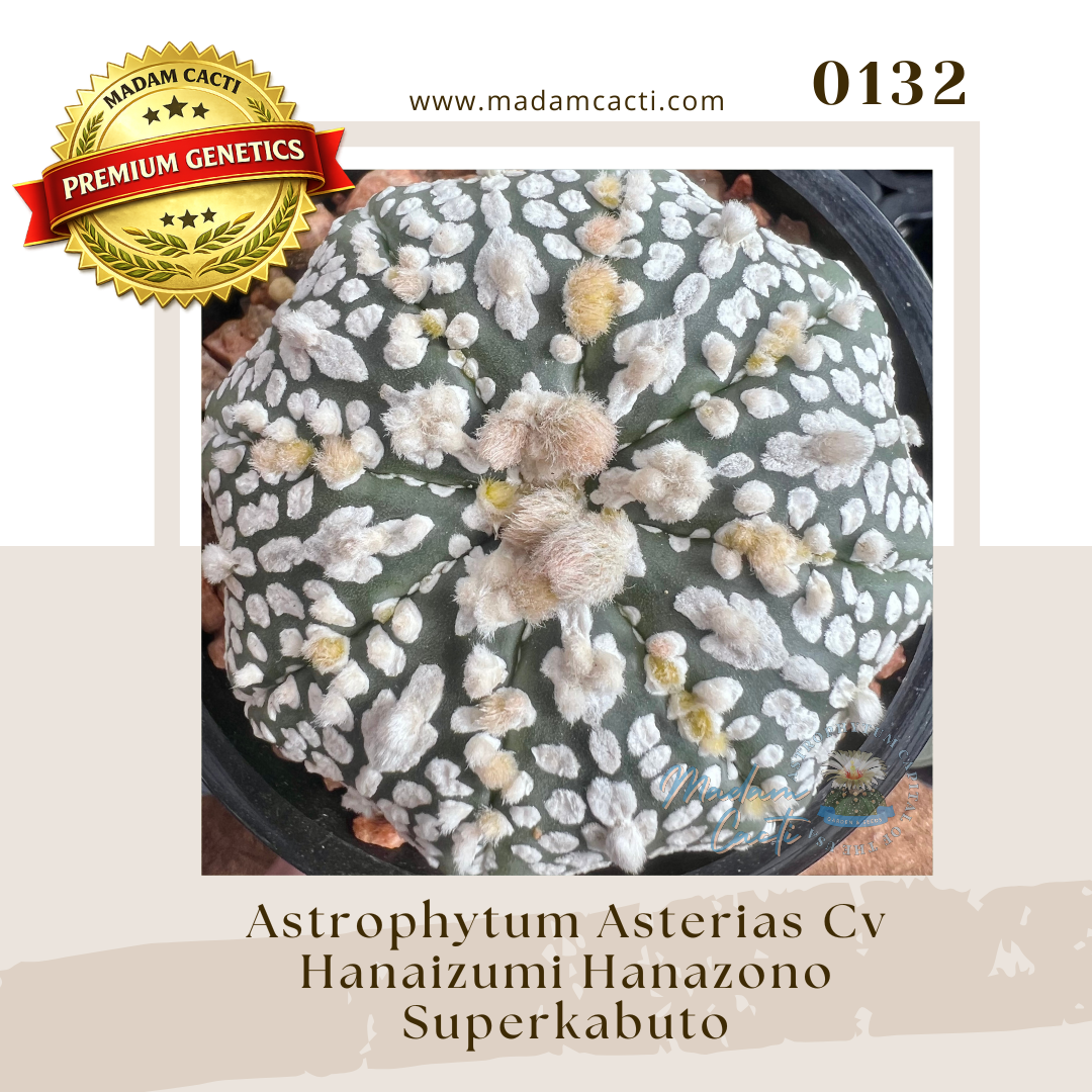 Seed Listing - ASTERIAS (12).png