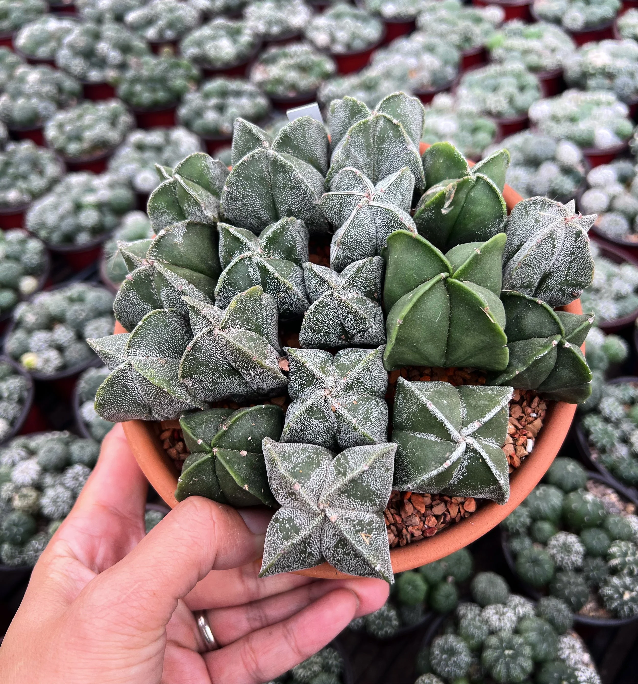 A hand holding a terracotta pot filled with green star-shaped succulents covered in a white, powdery coating, with rows of similar succulents in pots visible in the background.