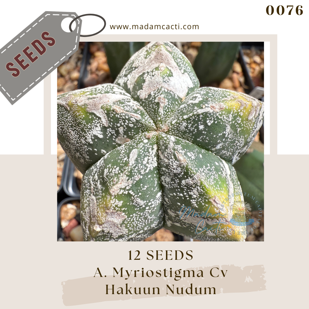 0076 A. Myriostigma Cv Hakuun Nudum (12 Seeds)