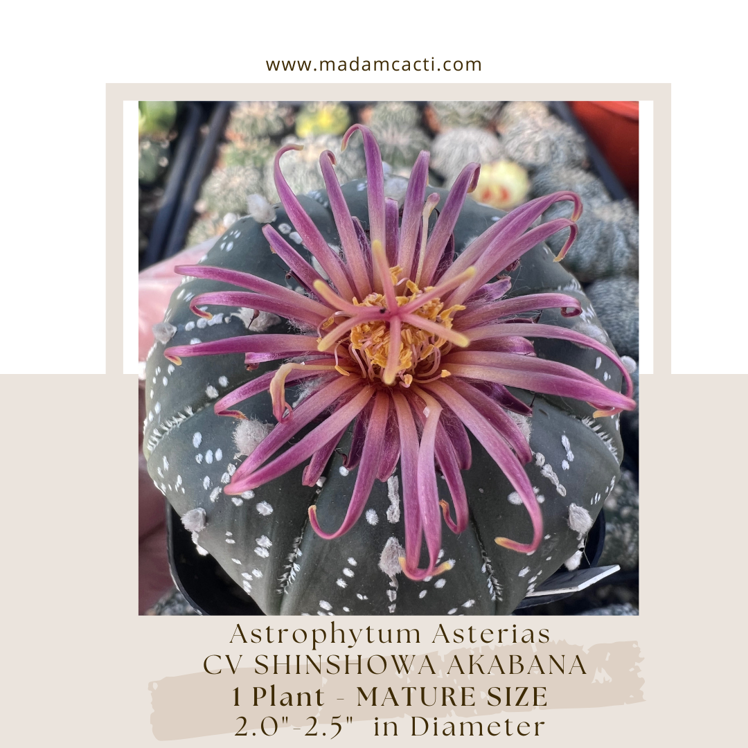 小物 akasatana A. Asterias Cv Akabana Shinshowa (Mature Size) — Madam Cacti