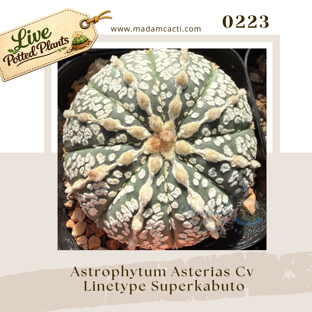 0223 – Astrophytum Asterias Cv. Linetype Superkabuto