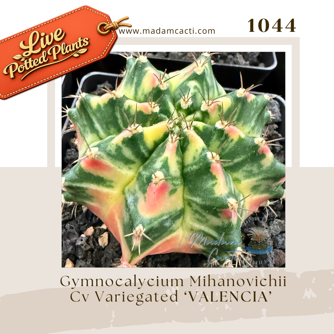 Live Potted Gymnocalycium (20).png
