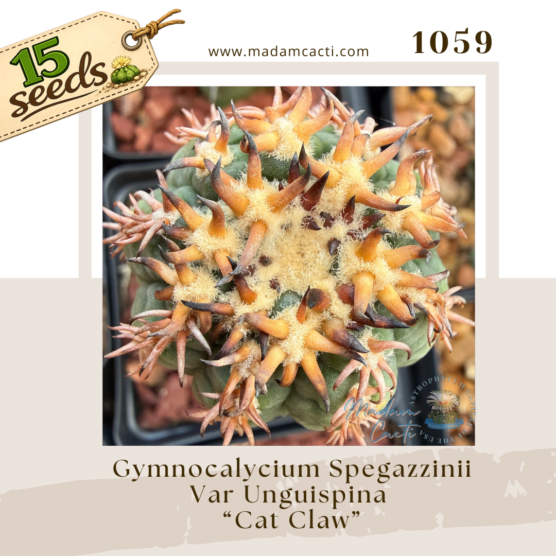 Seed Listing - Gymnocalycium (1).png