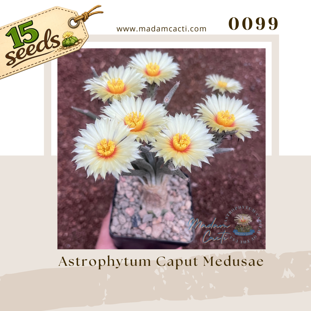 0099 – Astrophytum Caput Medusae (15 Seeds)