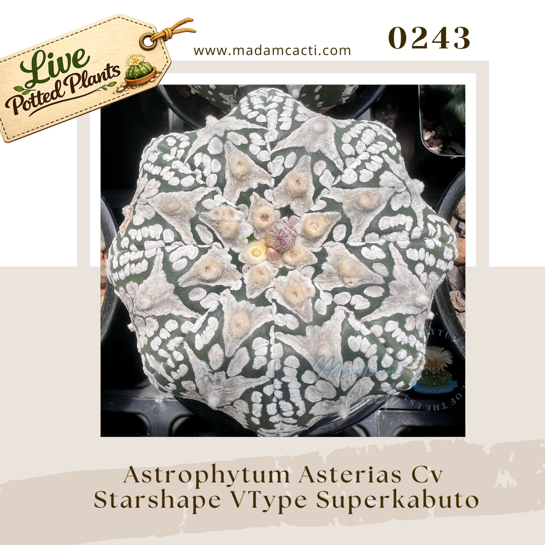 0243 – Astrophytum Asterias Cv. Starshape VType Superkabuto