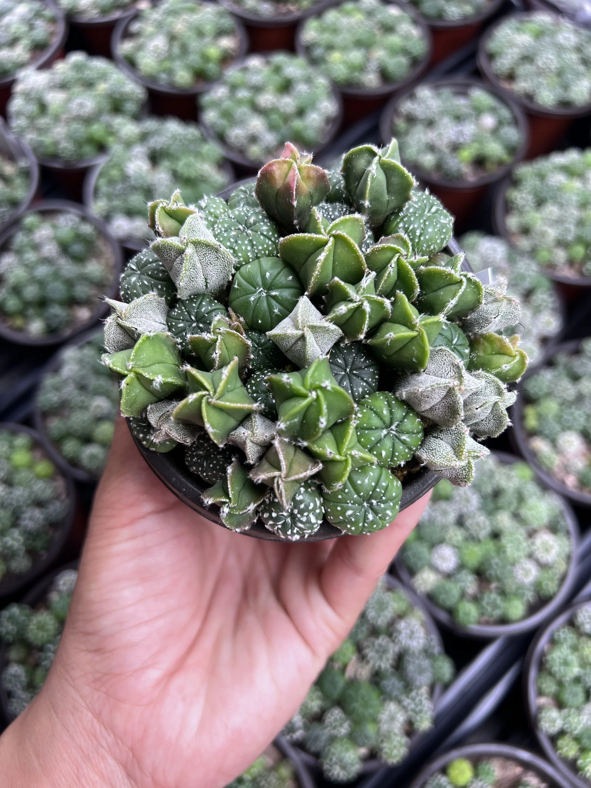 A person's hand holding a small pot with various small astrophytum, including round, star-shaped, and patterned varieties, surrounded by other similar pots of succulents in the background.
