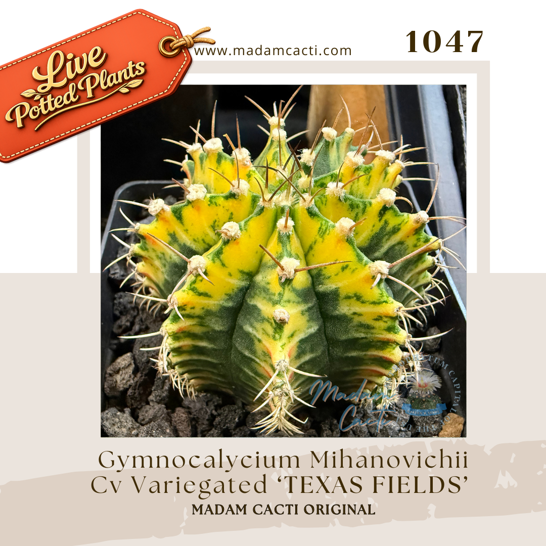 Live Potted Gymnocalycium (4).png