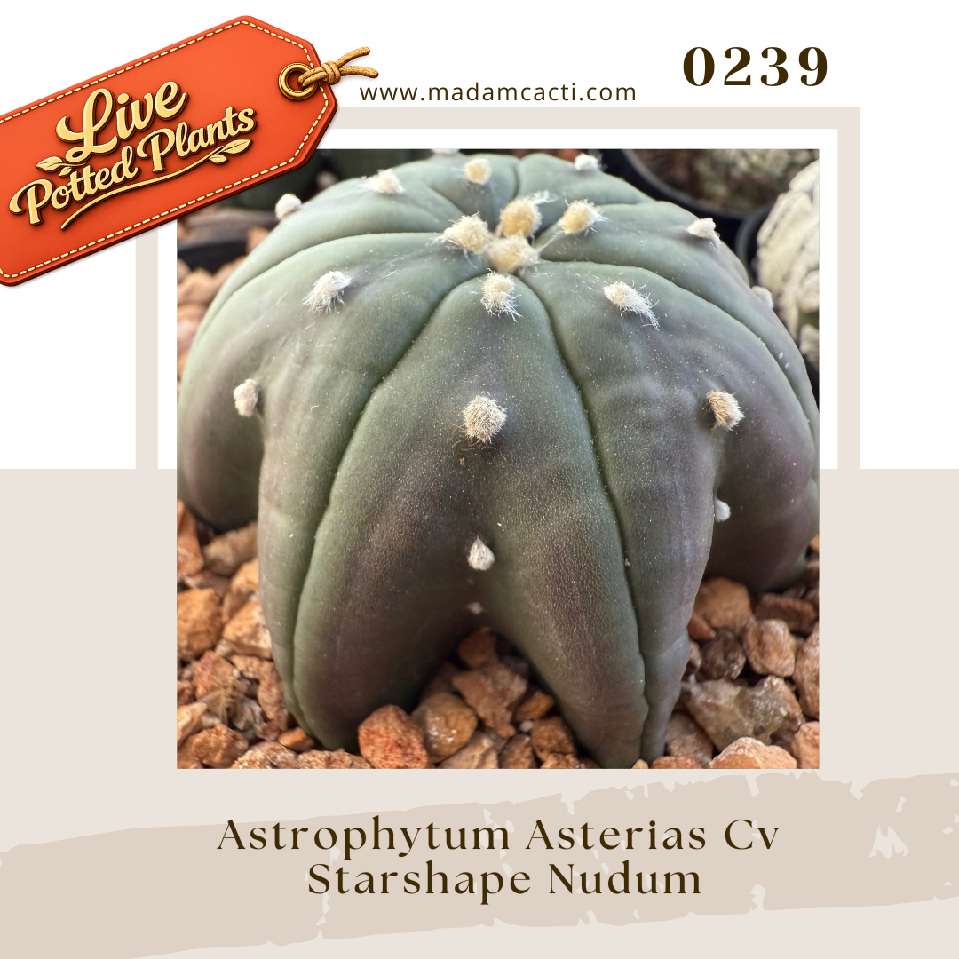 Asterias Live Plants (6).png