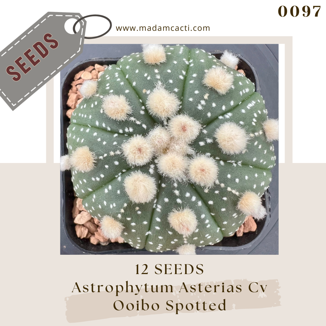 Seeds (36).png