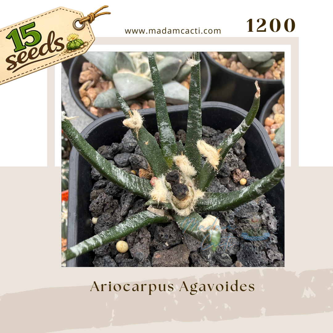 1200 – Ariocarpus Agavoides (15 Seeds)