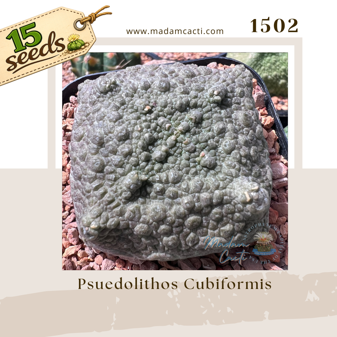 1502 – Pseudolithos Cubiformis (15 Seeds)