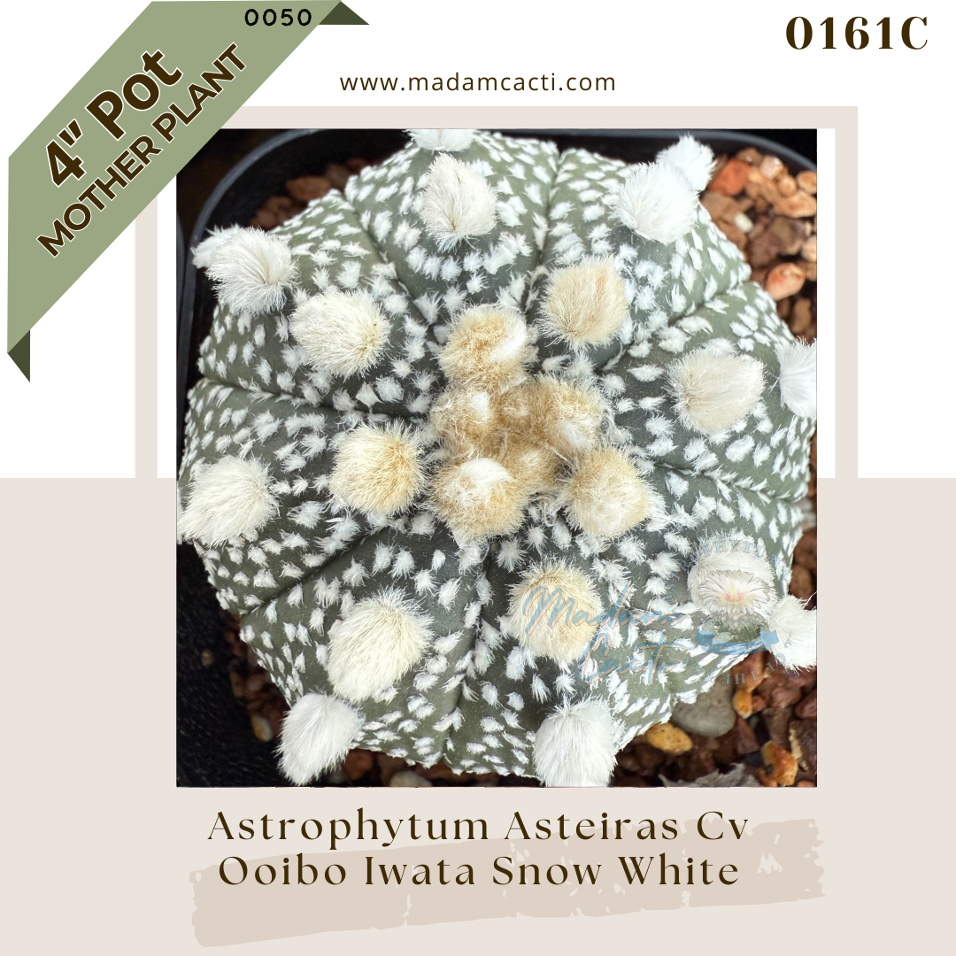 0161C – Astrophytum Asterias Ooibo Iwata Snow White 4'' Pot