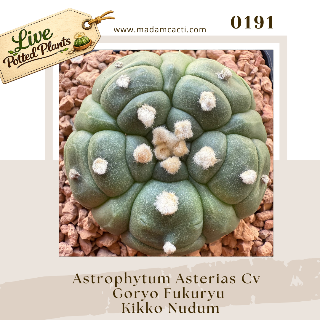 0191 – Astrophytum Asterias Cv. Goryo Fukuryu Kikko Nudum