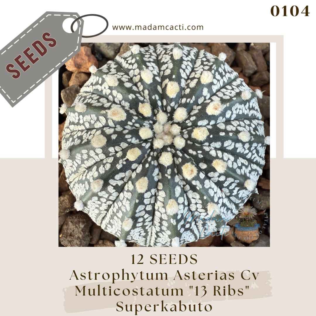 Seeds (43).png