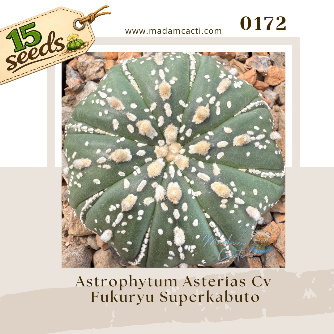 0172 – Astrophytum Asterias Cv. Fukuryu Superkabuto (15 Seeds)
