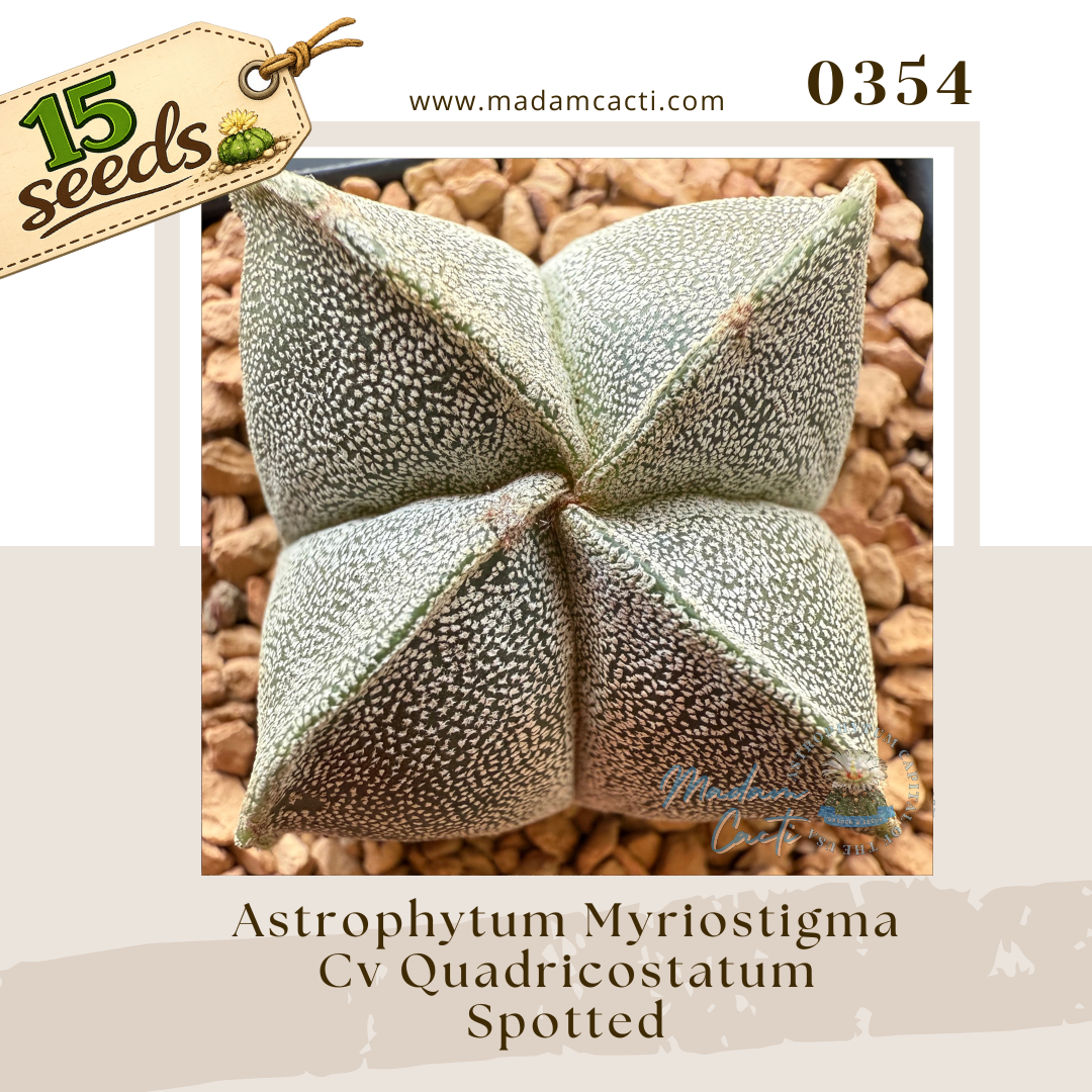 0354 – Astrophytum Myriostigma Cv. Quadricostatum Spotted (15 Seeds)