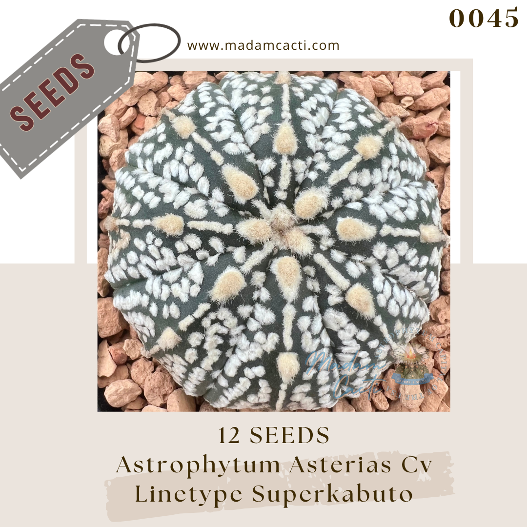 Seeds (18).png