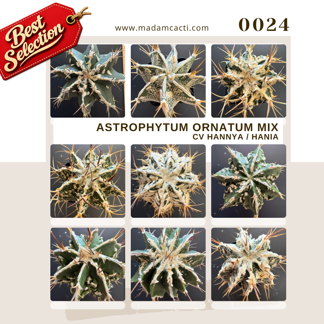 0024 – Astrophytum Ornatum Cv. Hannya / Hania Seed Mix