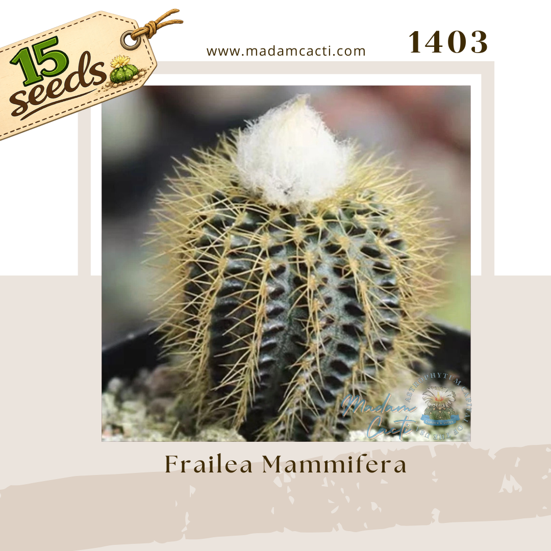 1403 – Frailea Mammifera (15 Seeds)