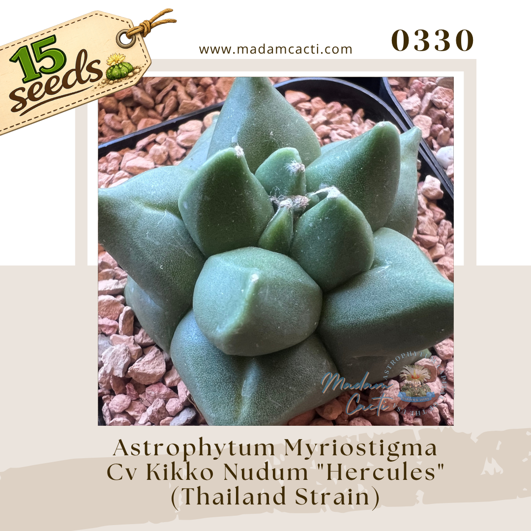 0330 – Astrophytum Myriostigma Cv. Kikko Nudum “Hercules” -Thailand Strain (15 Seeds)