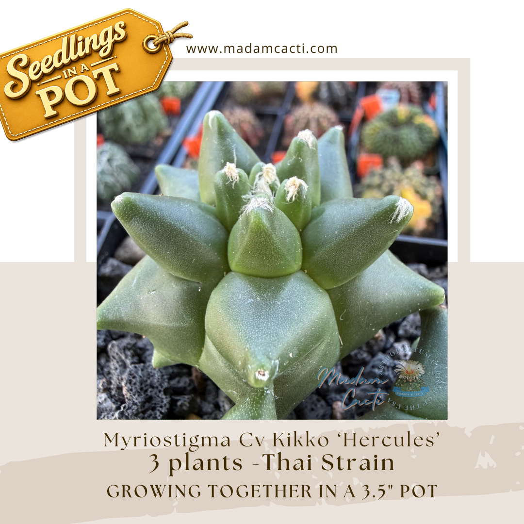 Seedlings In a Pot (13).png