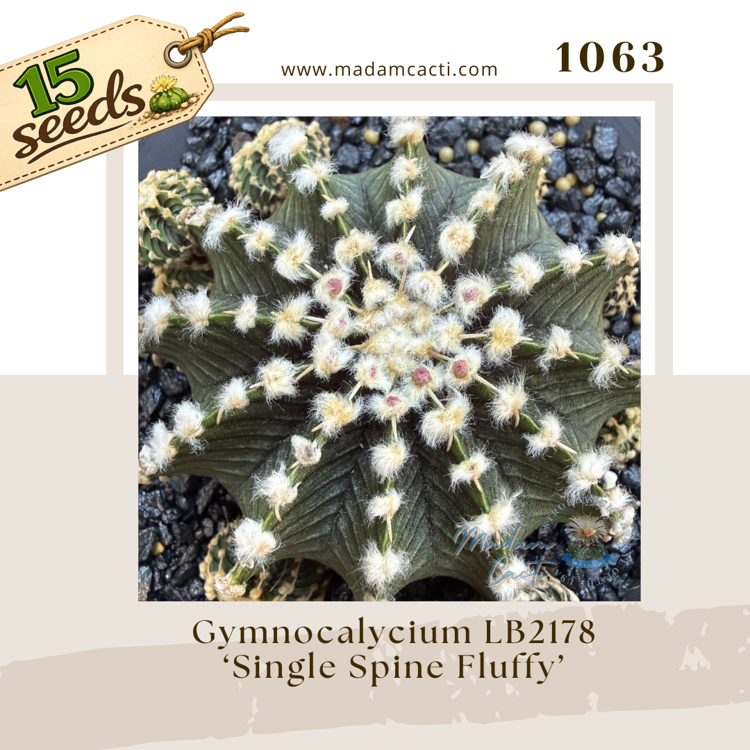 1063 – Gymnocalycium LB2178 'Single Spine Fluffy (15 Seeds)