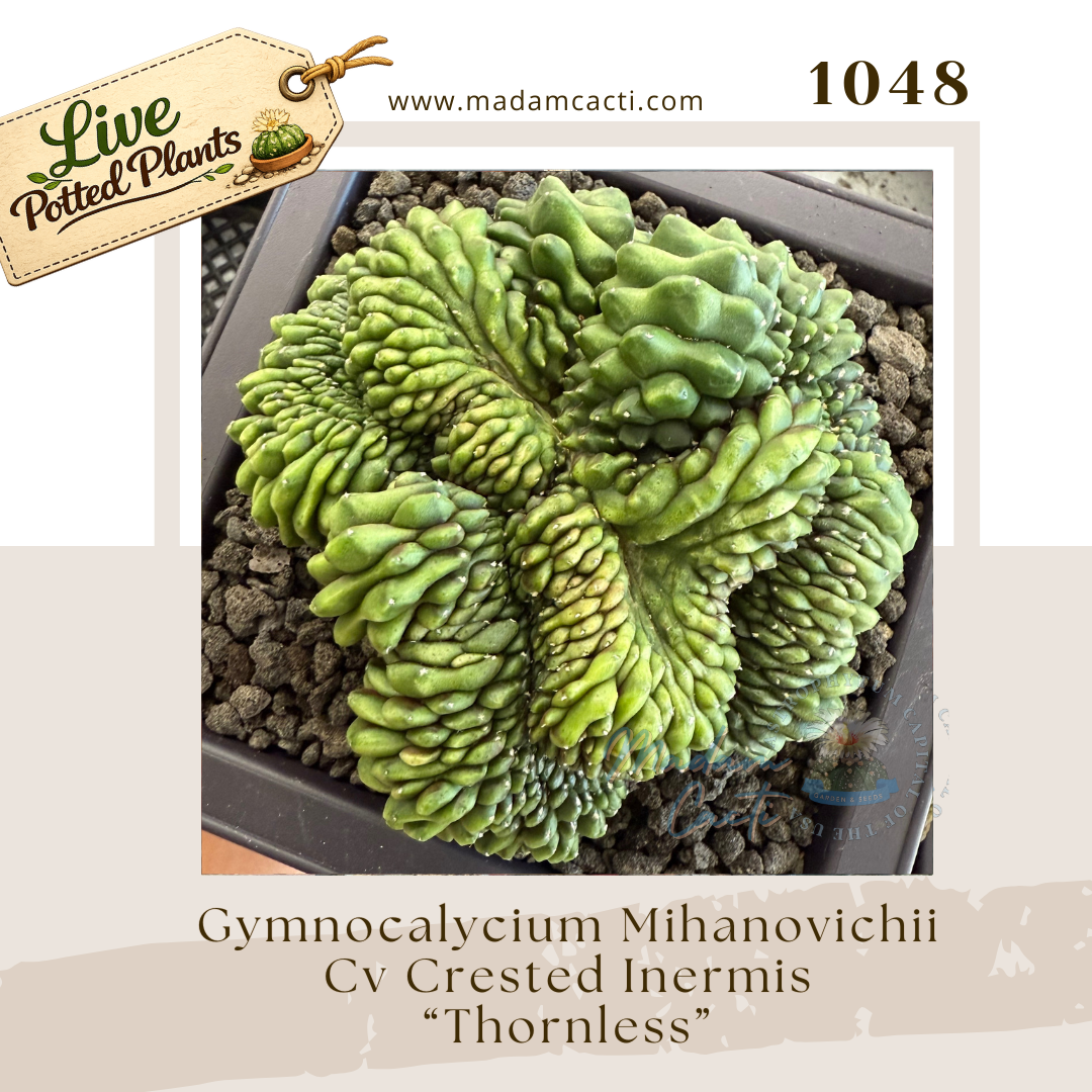 1048 – Gymnocalycium Mihanovichii Cv. Crested Inermis “Thornless”