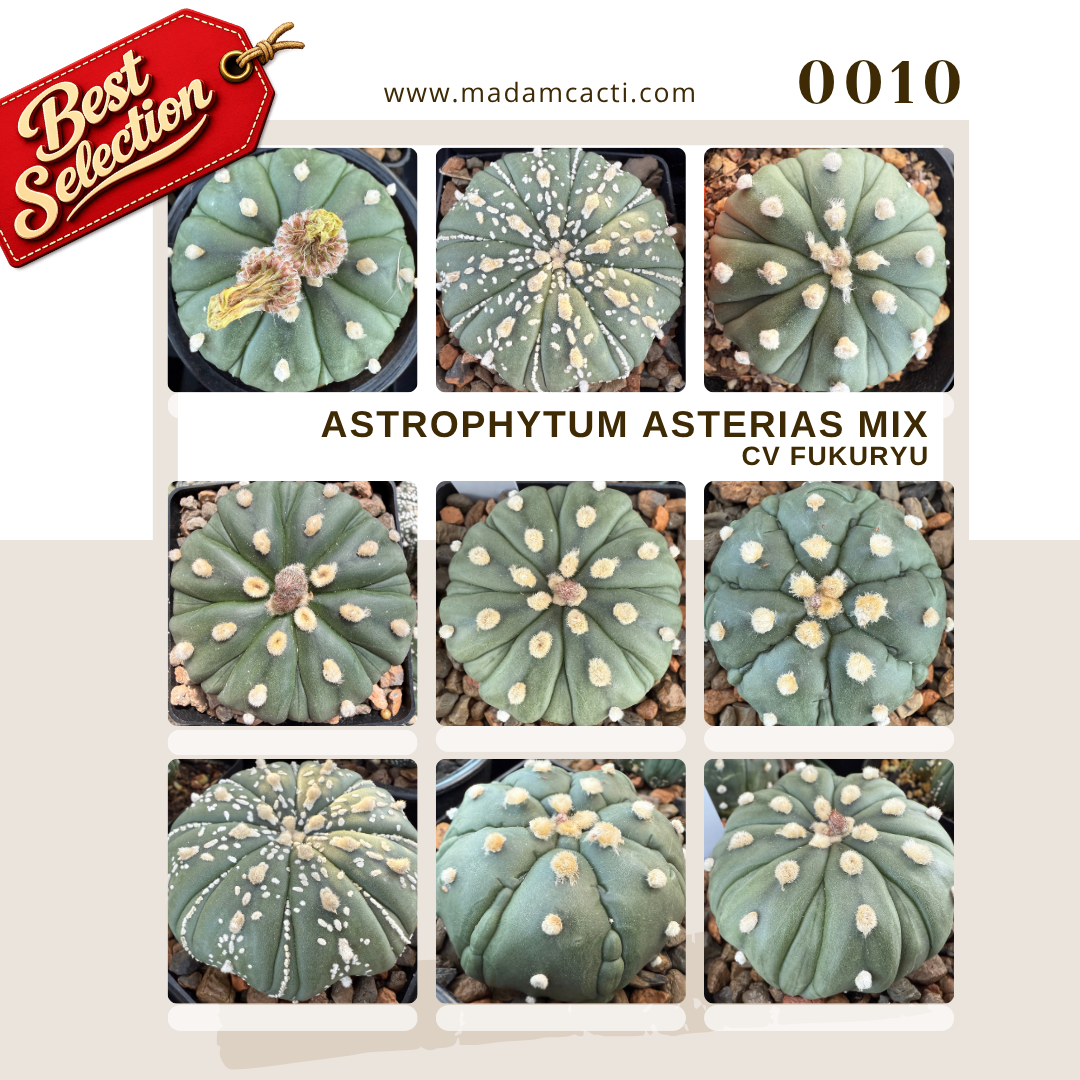 SEED MIXES (20).png