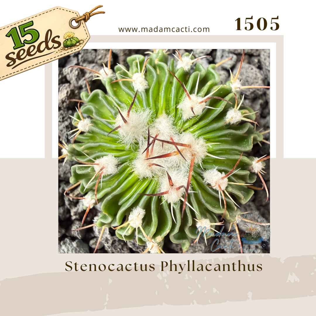 1505 – Stenocactus Phyllacanthus (15 Seeds)