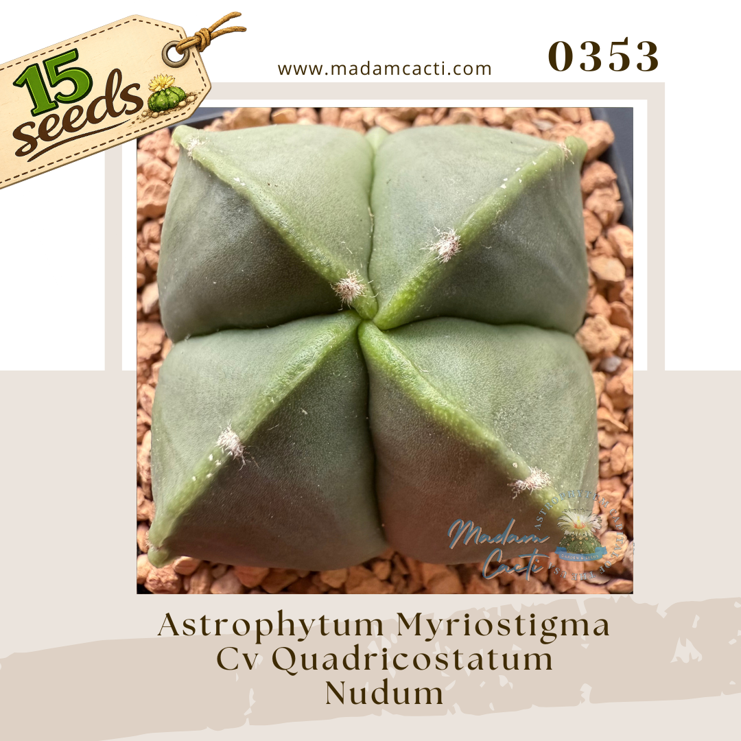 Seed Listing - Myriostigma (10).png