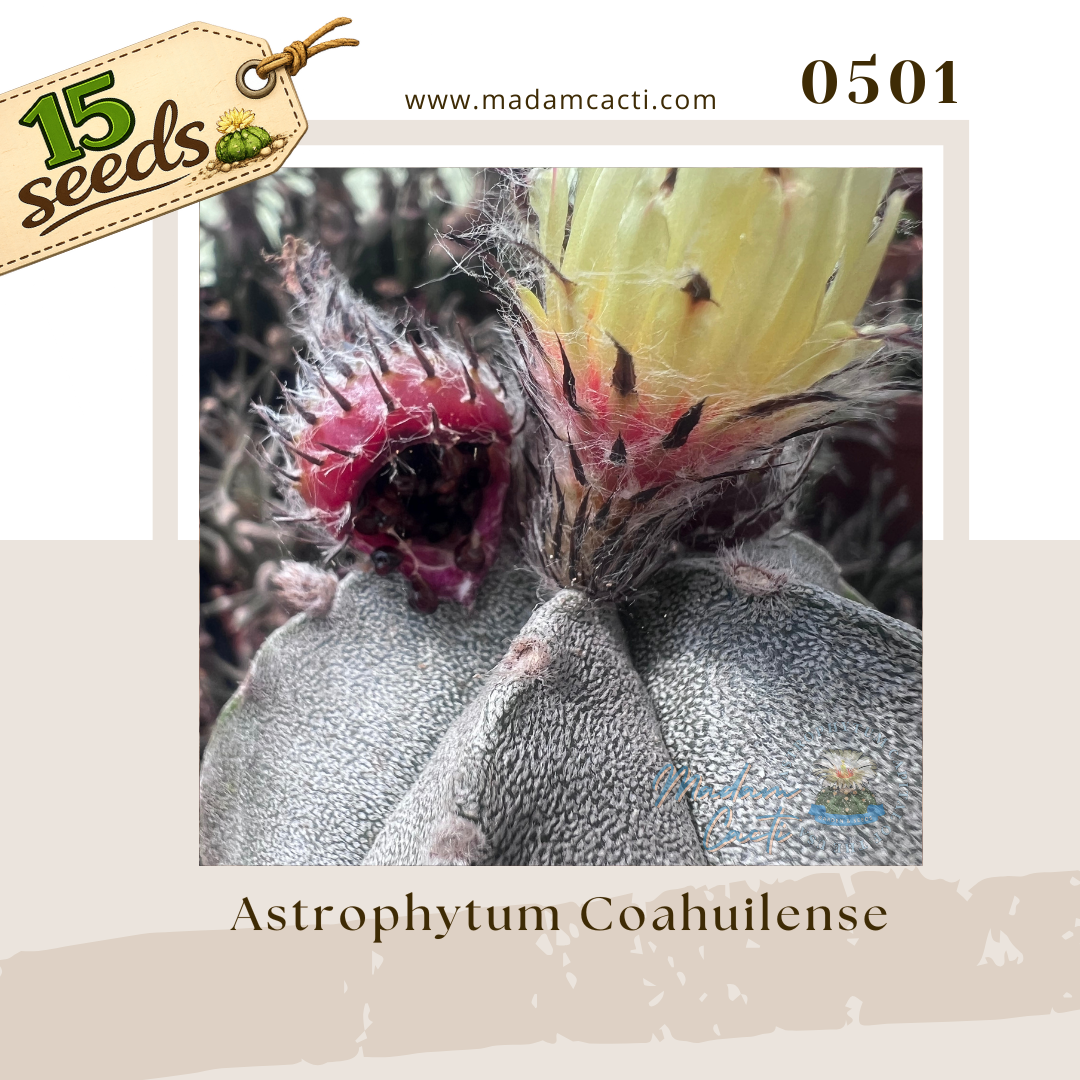 Seed Listing - Coahuilense.png