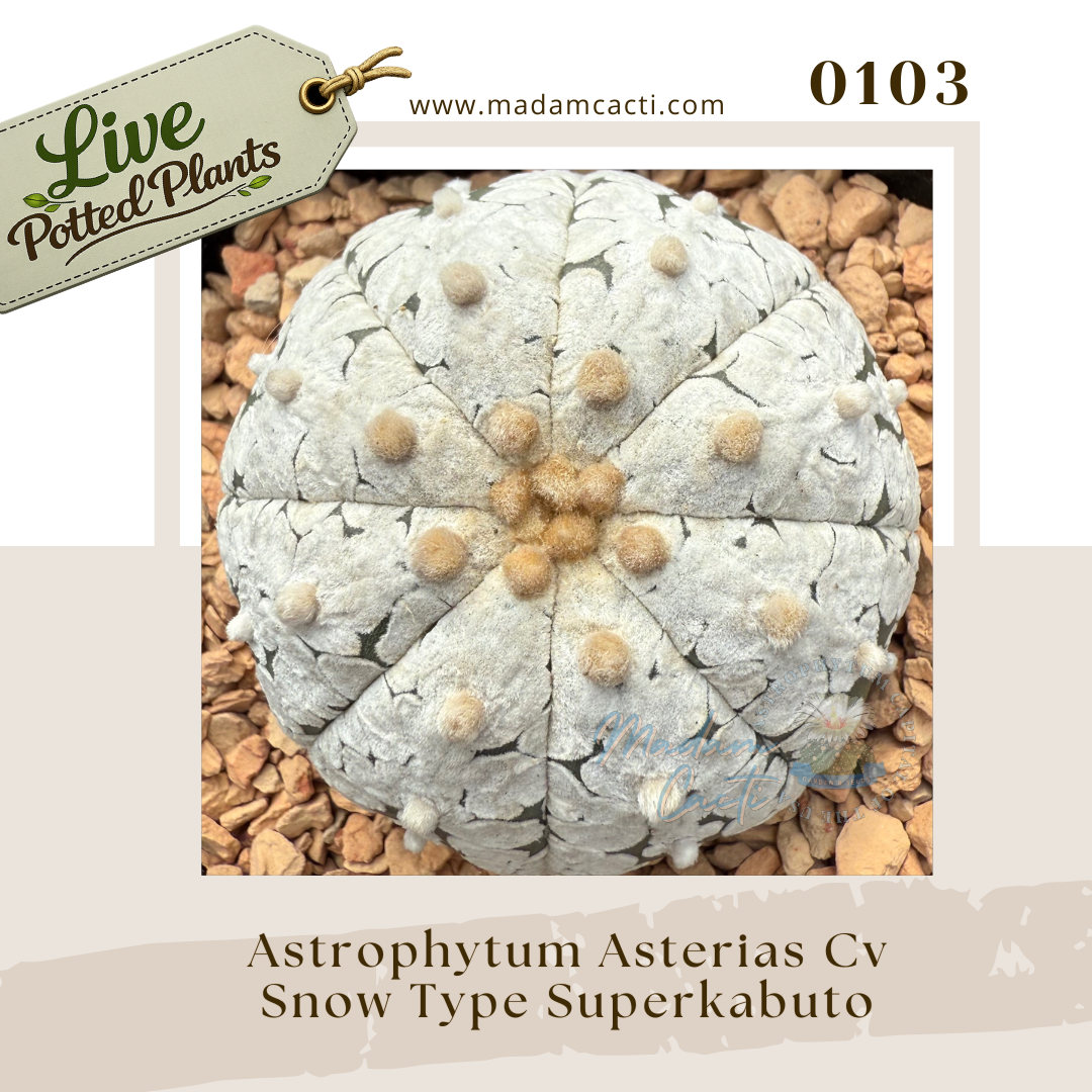 0103 – Astrophytum Asterias Cv. Snow Type Superkabuto