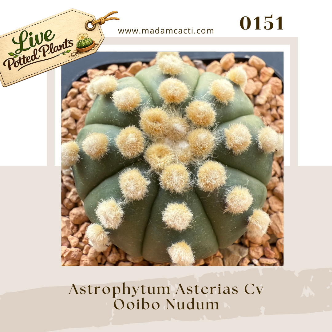 0151 – Astrophytum Asterias Cv. Ooibo Nudum
