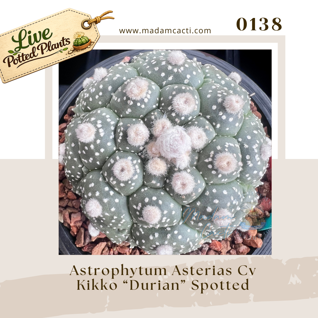 0138 – Astrophytum Asterias Cv Kikko “Durian” Spotted