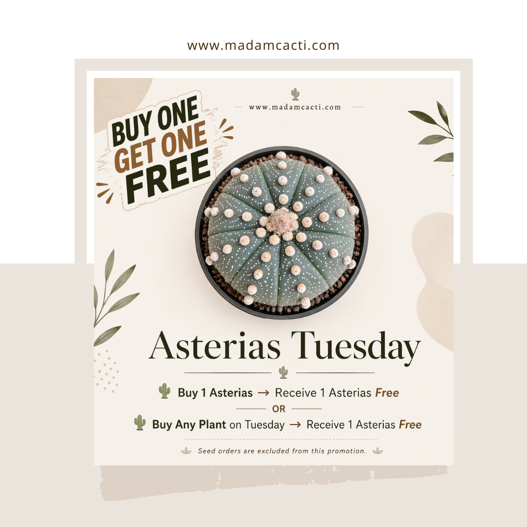 ASTERIAS TUESDAY PROMO (Buy 1 Get 1 Free)