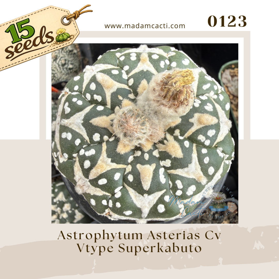 0123 – Astrophytum Asterias Cv. V-Type Superkabuto (15 Seeds)