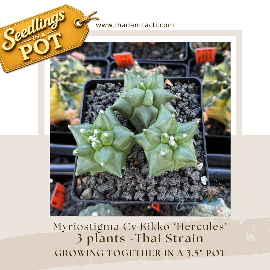 Astrophytum Myriostigma Cv. Kikko 'Hercules'  Thai Strain Seedlings in a Pot