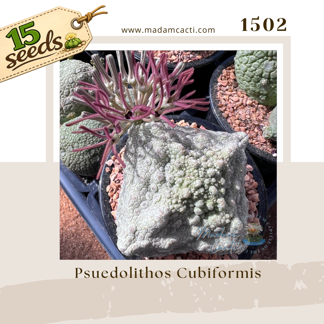 Seed Listing Other Rarities (9).png