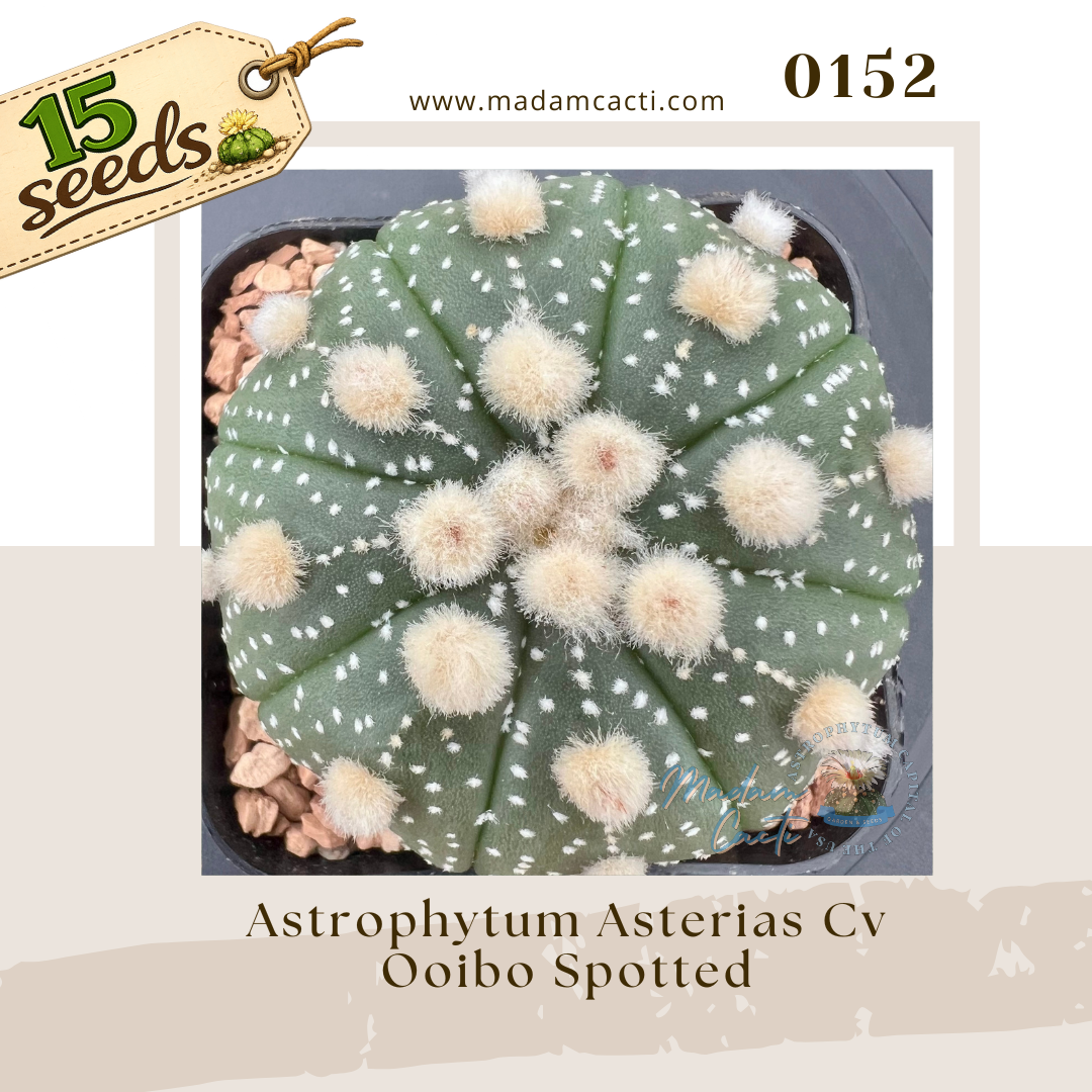 0152 – Astrophytum Asterias Cv. Ooibo Spotted (15 Seeds)