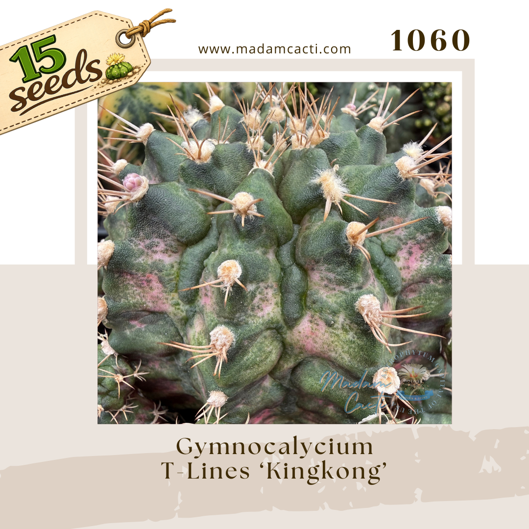 Seed Listing - Gymnocalycium (3).png