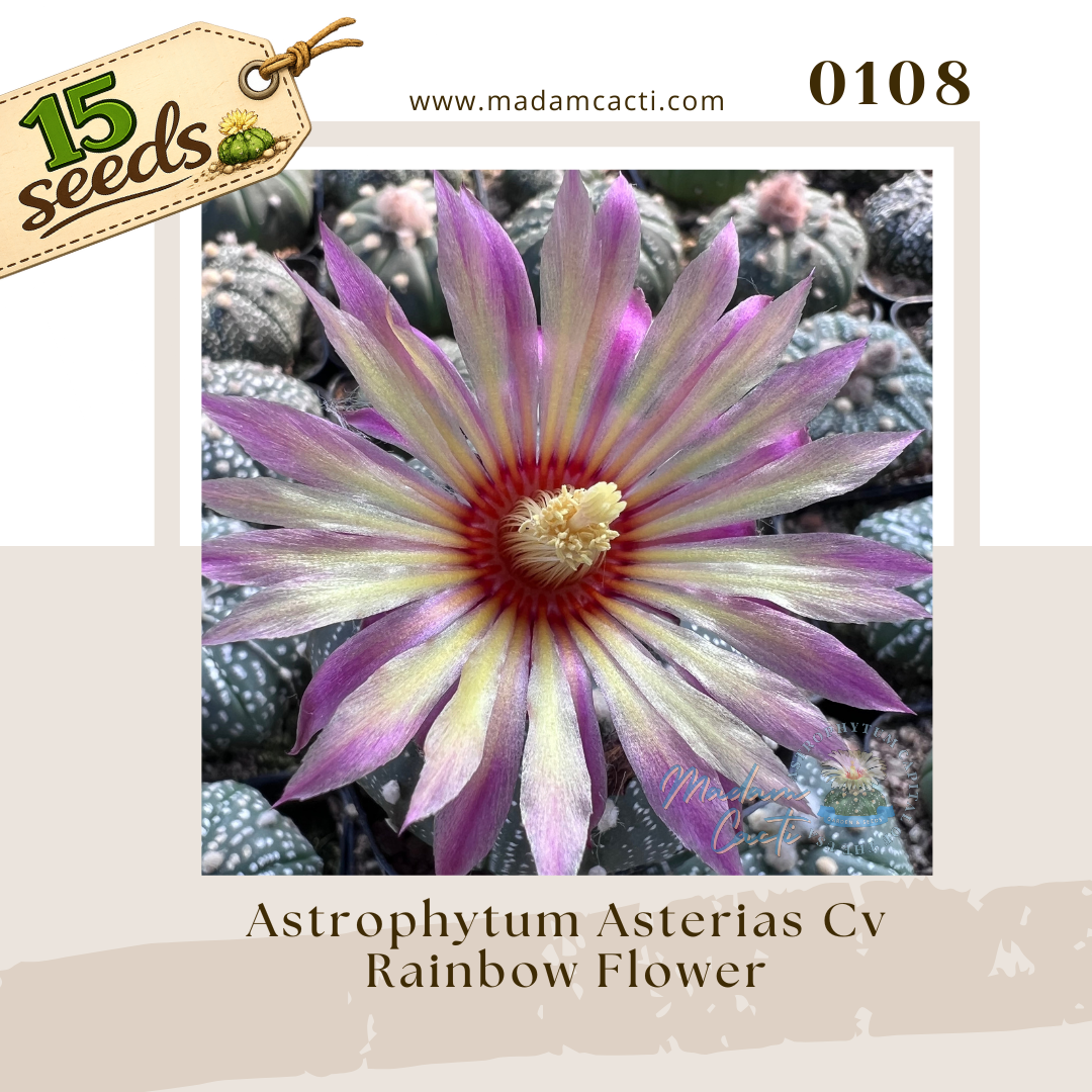 0108 – Astrophytum Asterias Cv. Rainbow Flower (15 Seeds)